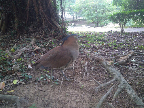 黑冠麻鷺(大笨鳥):3